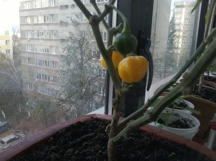 WP_20131031_004[1] - Scotch Bonnet Orange 2013