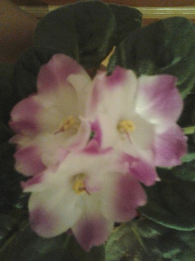 Fotografie0244 - Violete