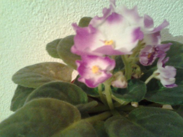 Fotografie0247 - Violete