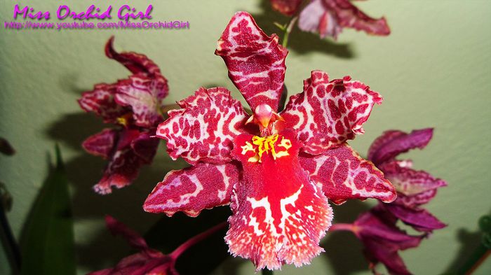 Odontioda Stirbic Red - Orhidee Oncidium si intergenerice