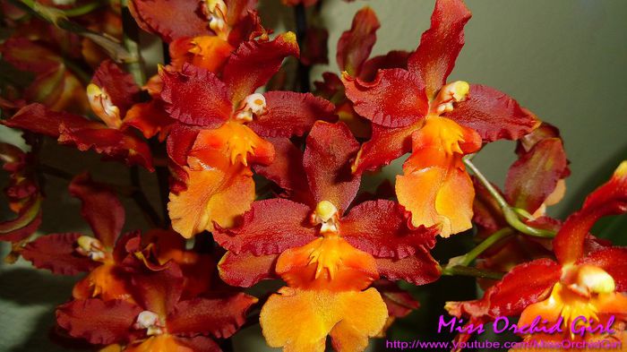 Oncostele Catatante Pacific Sun Spots - Orhidee Oncidium si intergenerice