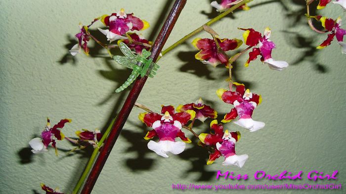 Oncidium Sharry Baby Tricolor; Parfumat - ciocolata
