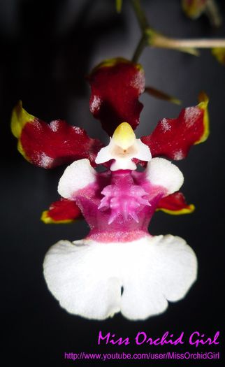 Oncidium Sharry Baby Tricolor - Orhidee Oncidium si intergenerice