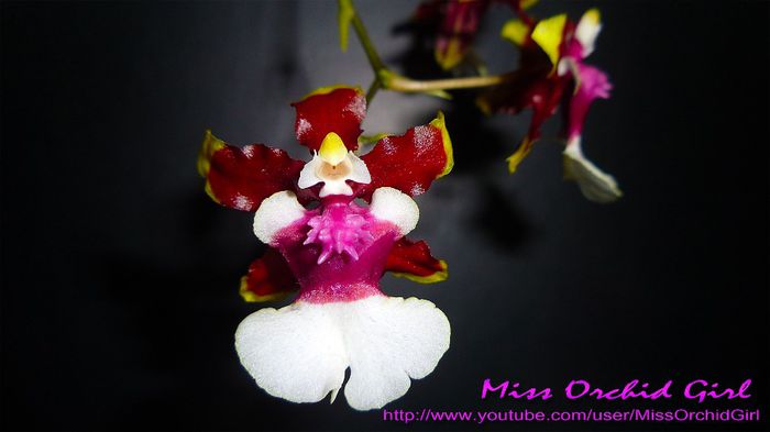 Oncidium Sharry Baby Tricolor - Orhidee Oncidium si intergenerice