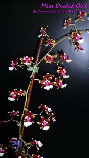 Oncidium Sharry Baby Tricolor - Orhidee Oncidium si intergenerice