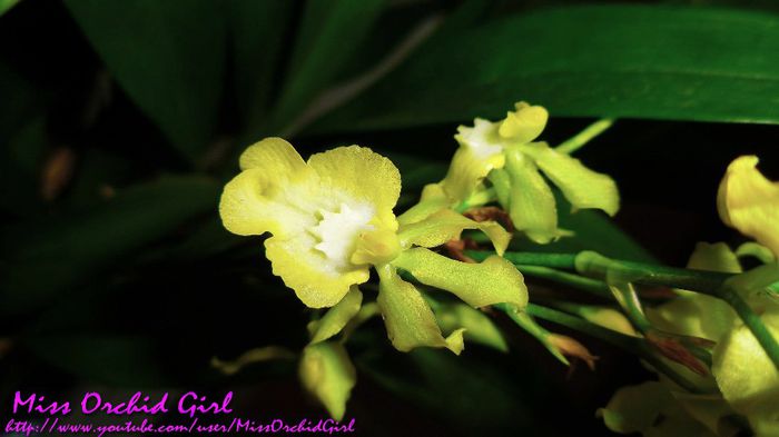 Miltonidium Pupukea Alba - Orhidee Miltonia si hibrizii lor