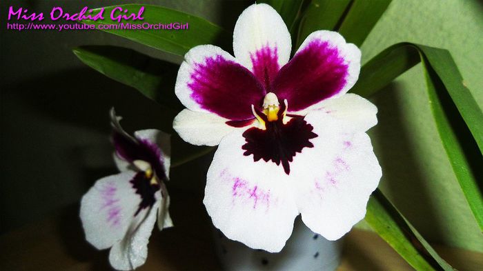 Miltoniopsis Hybrid; Parfumata - violete
Mai multe detalii aici https://www.youtube.com/watch?v=r2MAOVlfysQ
