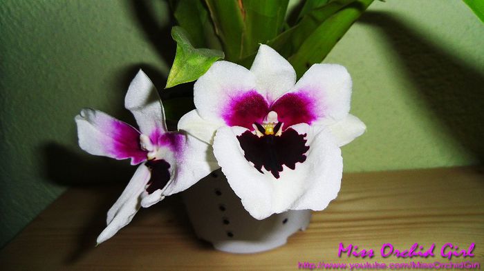 Miltoniopsis Robert Jackson; Parfumata - violete
Mai multe detalii aici https://www.youtube.com/watch?v=r2MAOVlfysQ
