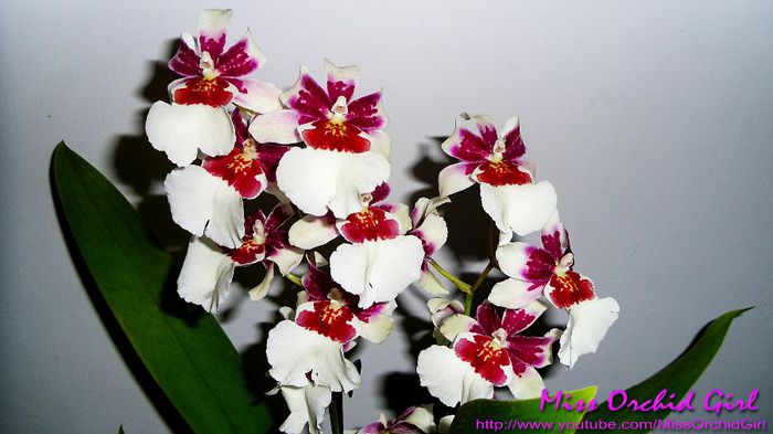 Miltonidium Bartley Schwarz (White) - Orhidee Miltonia si hibrizii lor