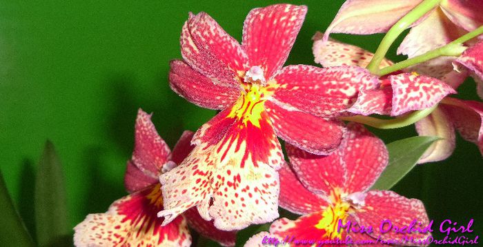 Burrageara Nelly Isler - Orhidee Miltonia si hibrizii lor