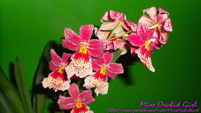 Burrageara Nelly Isler - Orhidee Miltonia si hibrizii lor