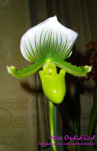 Paphiopedilum Maudiae Green - Orhidee Paphiopedilum