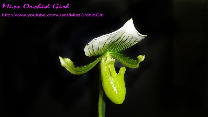 Paphiopedilum Maudiae Green - Orhidee Paphiopedilum
