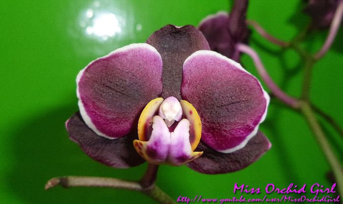 Phalaenopsis Black Jack Hybrid - Orhidee Phalaenopsis