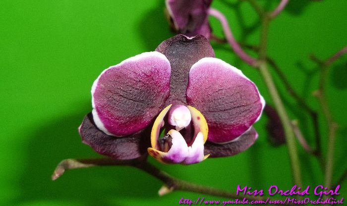 Phalaenopsis Black Jack Hybrid