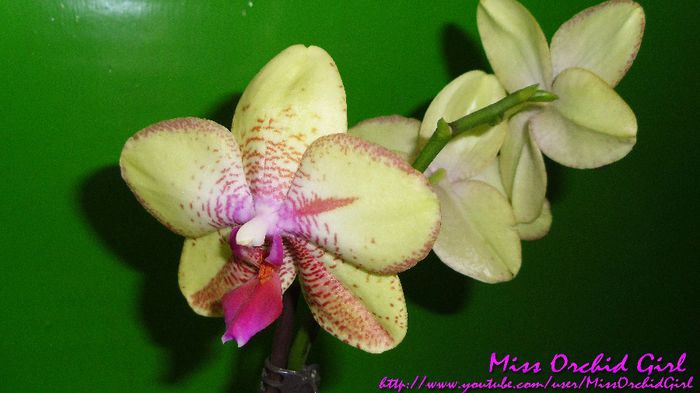 8 - Orhidee Phalaenopsis