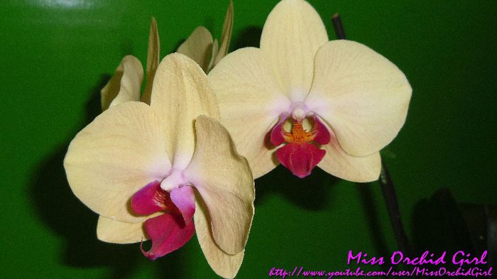 9Phalaenopsis Golden Treasure - Orhidee Phalaenopsis