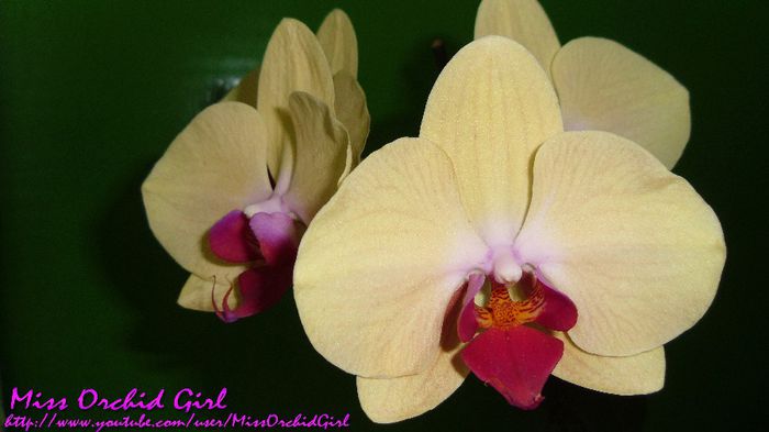 Phalaenopsis Golden Treasure