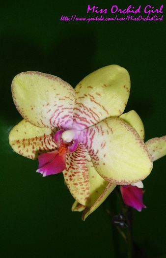 Phalaenopsis Hybrid - Orhidee Phalaenopsis