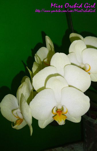 Phalaenopsis Hybrid - Orhidee Phalaenopsis