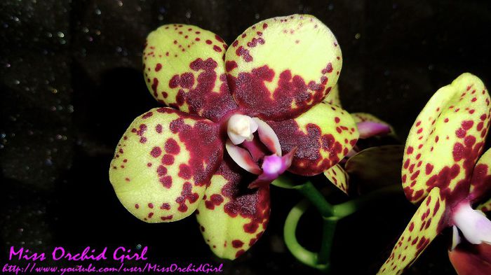 Phalaenopsis Hybrid - Orhidee Phalaenopsis