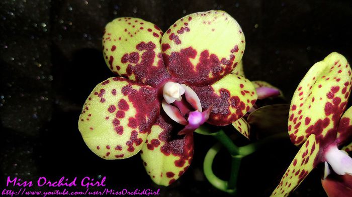 Phalaenopsis Hybrid