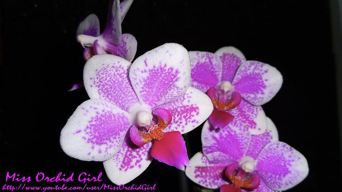 Phalaenopsis Hybrid