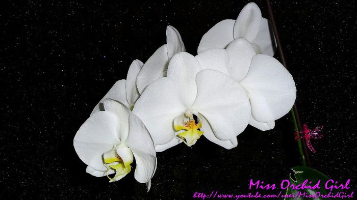 Phalaenopsis Hybrid