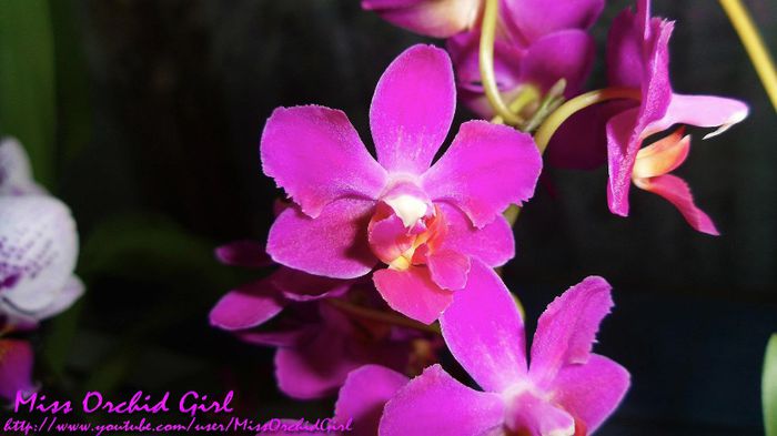 Phalaenopsis Mini Hybrid - Orhidee Phalaenopsis