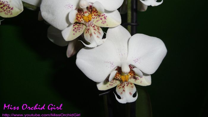 Phalaenopsis Stuartiana - Orhidee Phalaenopsis