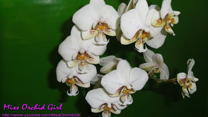 Phalaenopsis Stuartiana - Orhidee Phalaenopsis