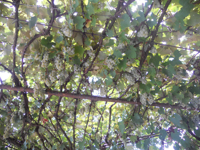 Soiul Isabele - Fructe din gradina mea