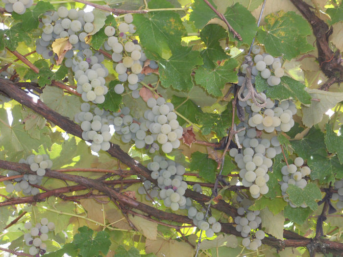 DSCN3669 - Fructe din gradina mea