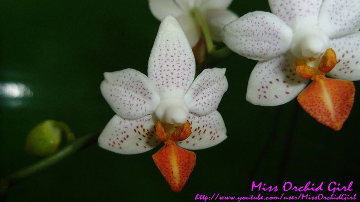 Phalaenopsis Mini Mark - Orhidee Phalaenopsis