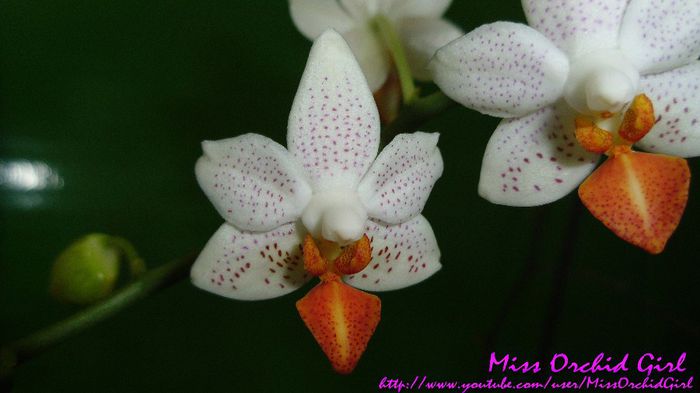 Phalaenopsis Mini Mark
