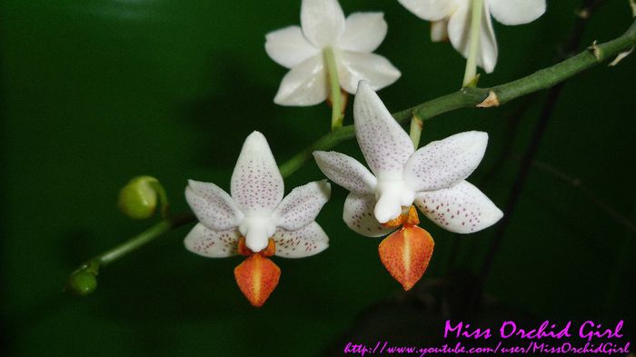 Phalaenopsis Mini Mark - Orhidee Phalaenopsis