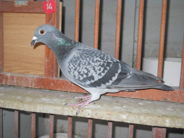 Guta 032; Norma Fond 2014(3 fond si 1 maraton clasat), 
12 etape de fond si maraton zburate in 2 ani din care a clasat 6 etape.
