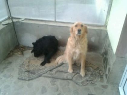 Lexy si Dolly