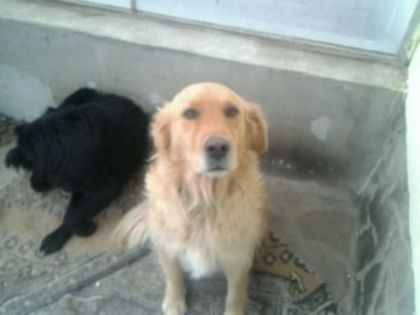 Lexy