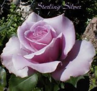 sterling silver - trandafiri -lastari primiti si butasi achizitionati