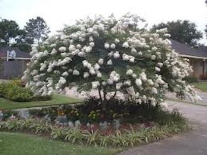 crape myrtle alb Acoma; Floria
