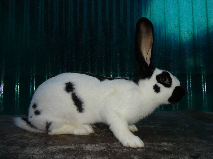 Pui Mascul II_Urias Pestrit pe Negru_01