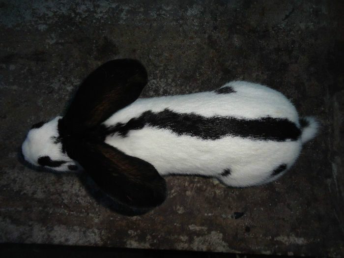 Pui Mascul II_Urias Pestrit pe Negru_03