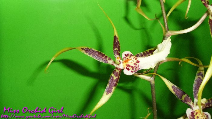 Brassia Toscana - Orhidee Brassia si hibrizii lor