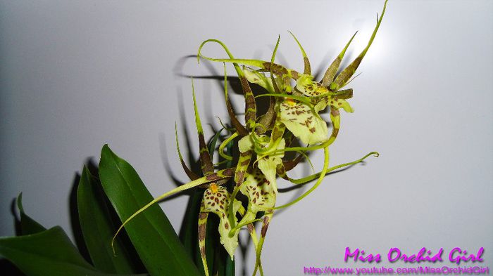 Brassia Eternal Wind - Orhidee Brassia si hibrizii lor