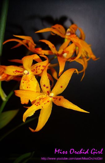 Banfieldara Gold Star; Parfumata - artificial, putin intepator
