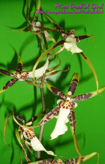 Brassia Toscana; Parfumata - dulce artificial
