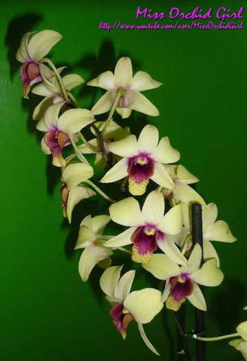 Dendrobium Banana Chocolate; Parfumat - slab, banane
