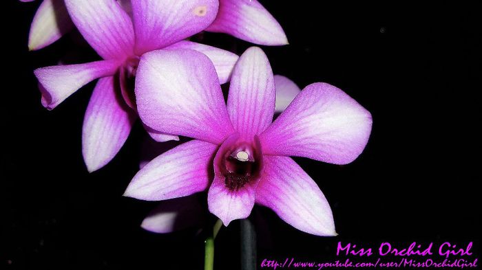 Dendrobium Polar Fire - Orhidee Dendrobium Phalaenopsis