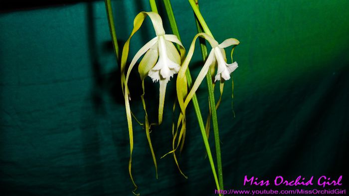 Brassavola Cucullata Fireworks; Parfumata - intens, Regina Noptii
